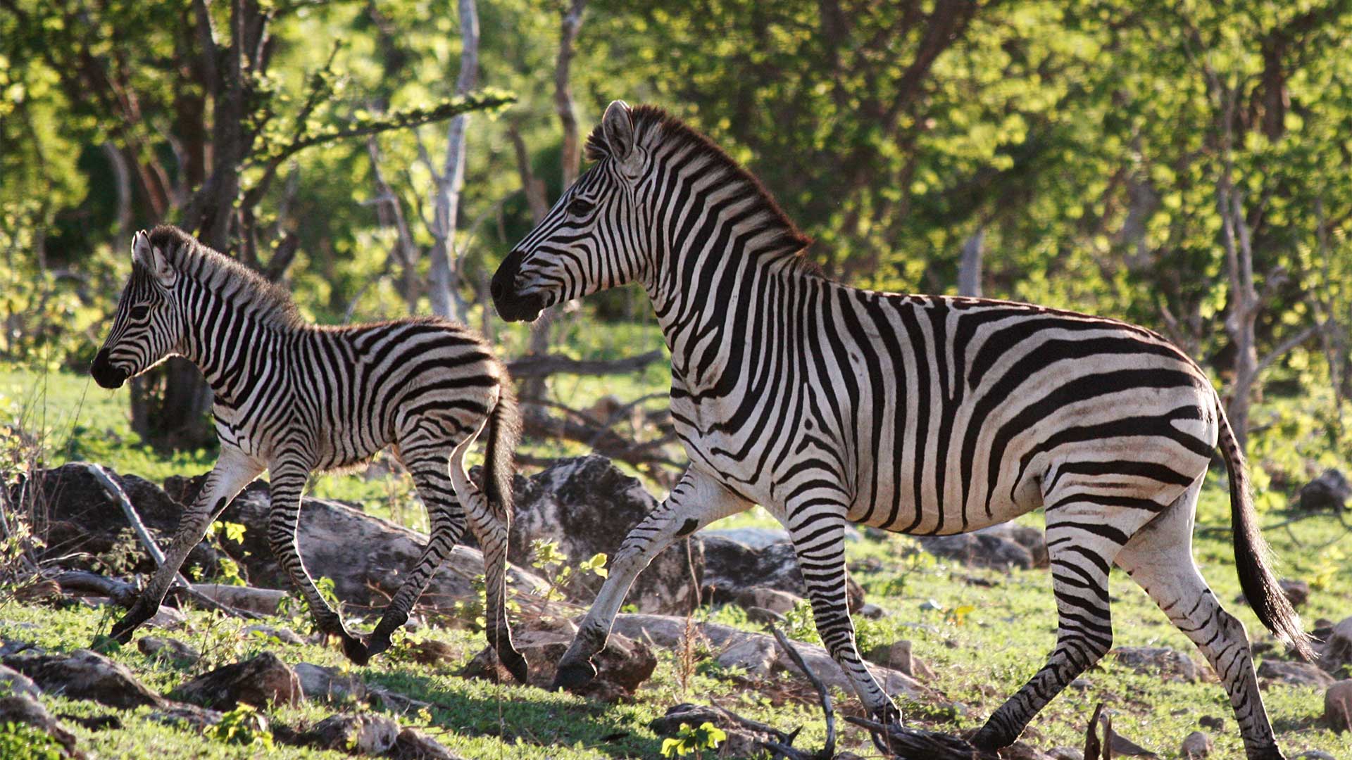 A zebra mare and her foal run through the woods in Chobe National Park, Botswana