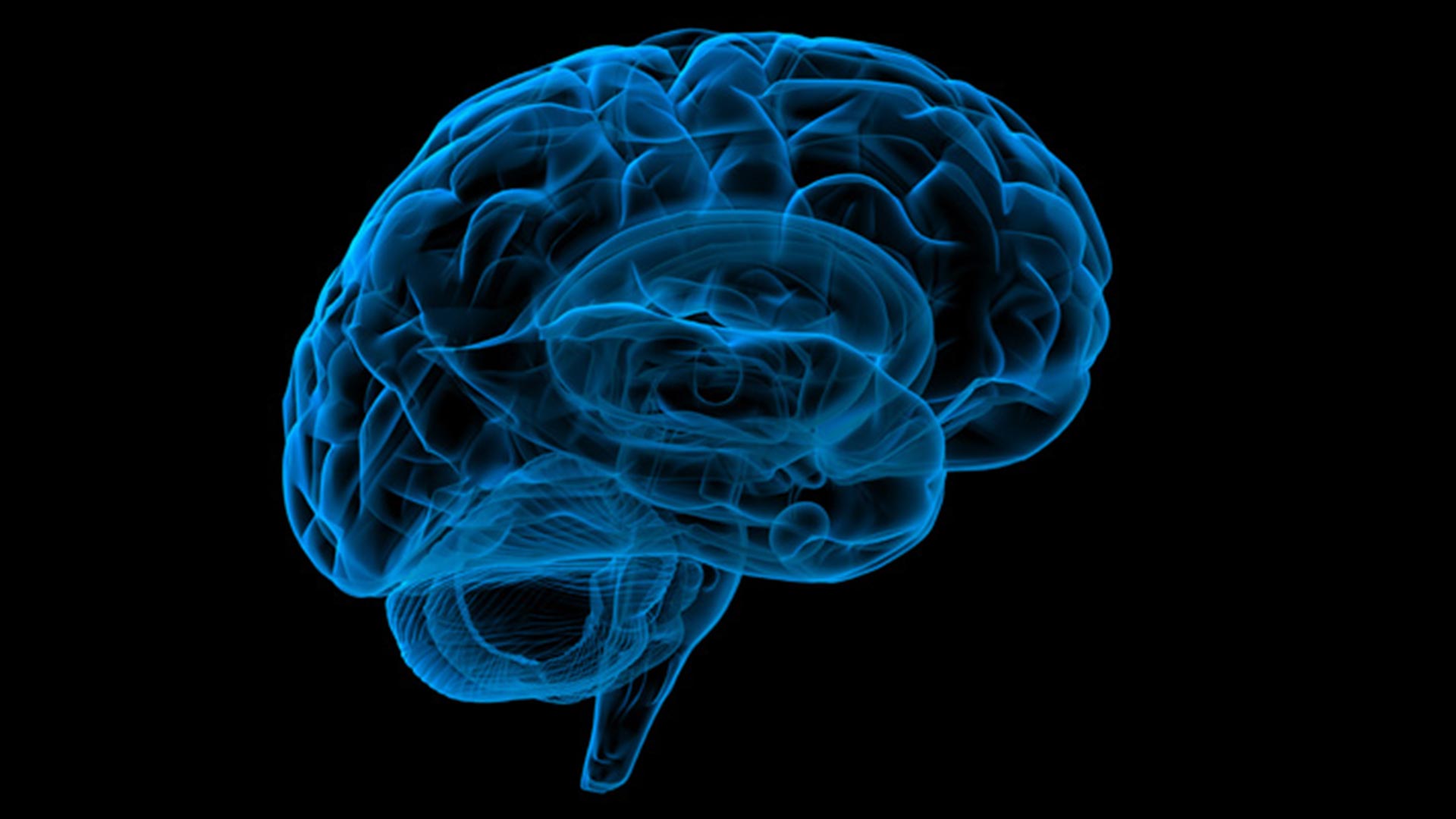 Model of the human brain.