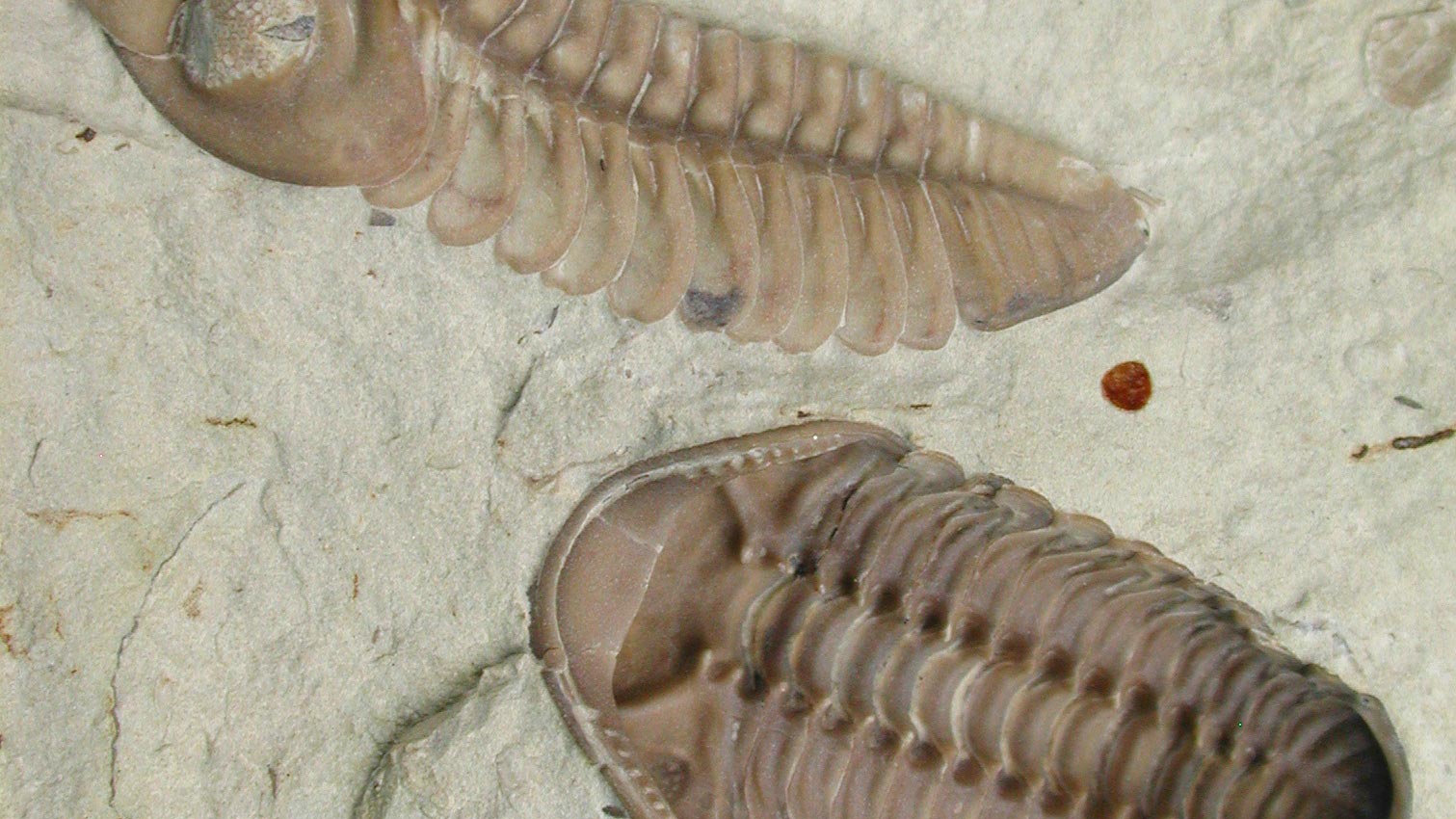 Two Kainops invius specimens.
