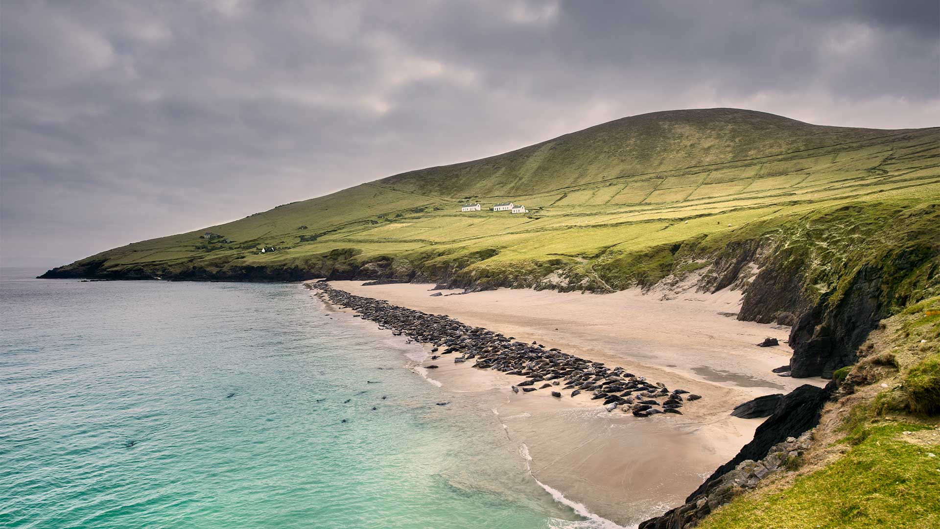Seal Colony on Blasket Island

