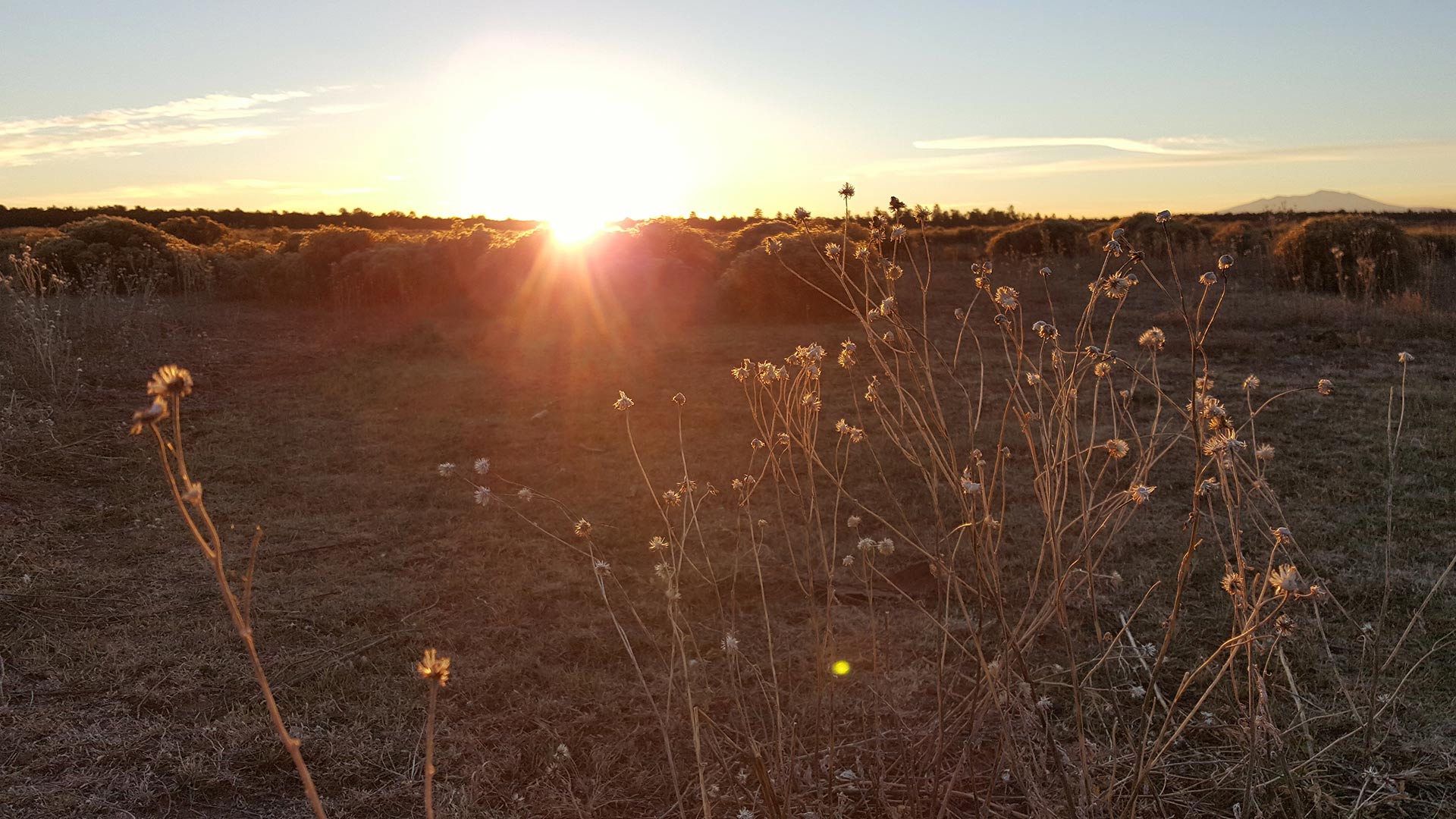 The sun rises over a field in Northern Arizona.