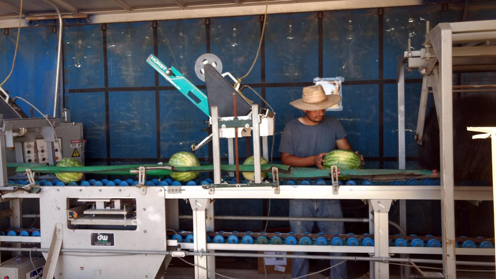 A migrant worker for G Farms checks watermelons.
