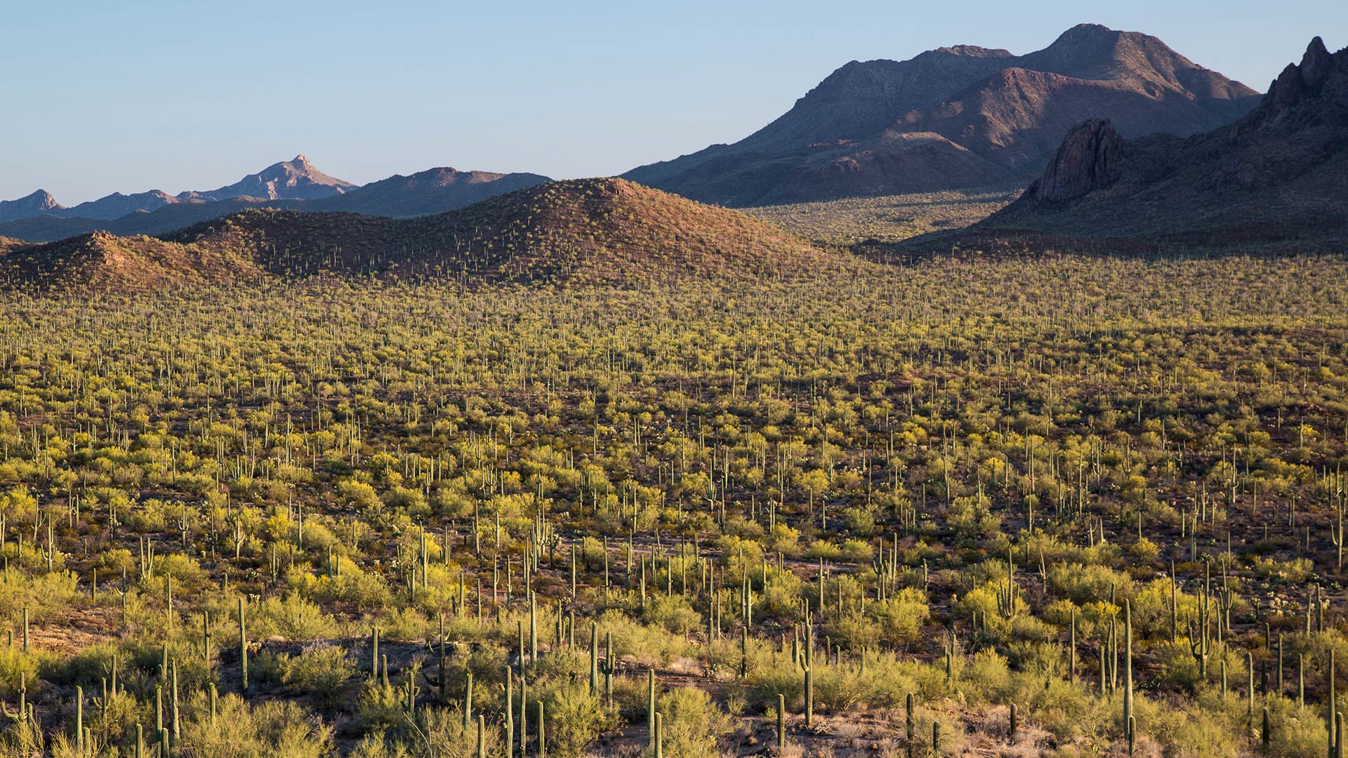 Ironwood Forest National Monument