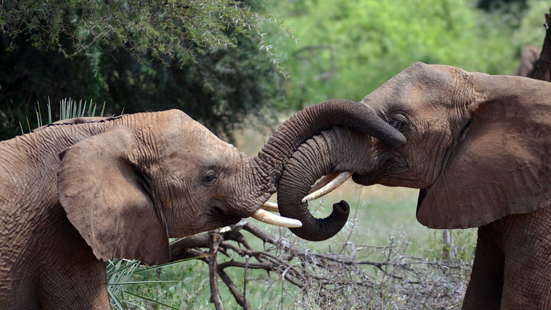 Young elephants interacting in Samburu National Park, Kenya