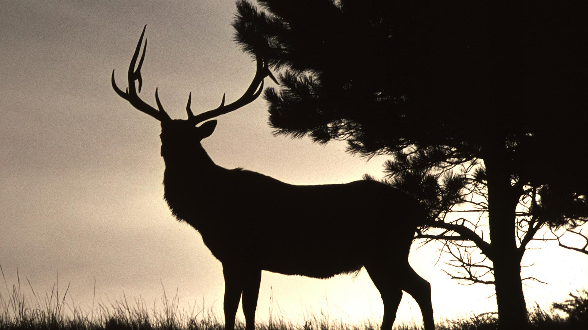 Bull elk sunset hero