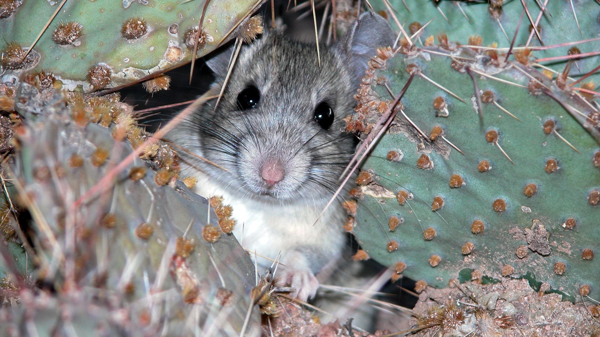 Packrat in cactus hero