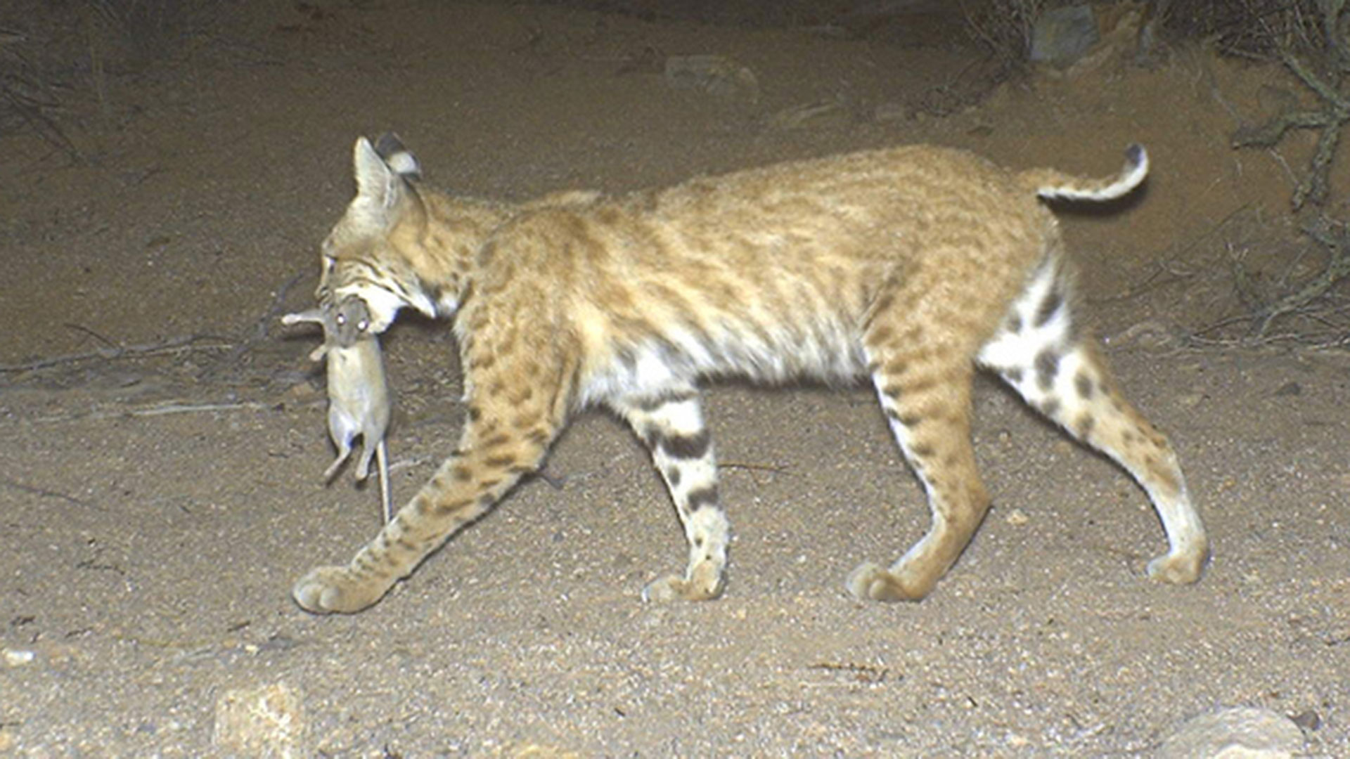 Bobcat with pack rat