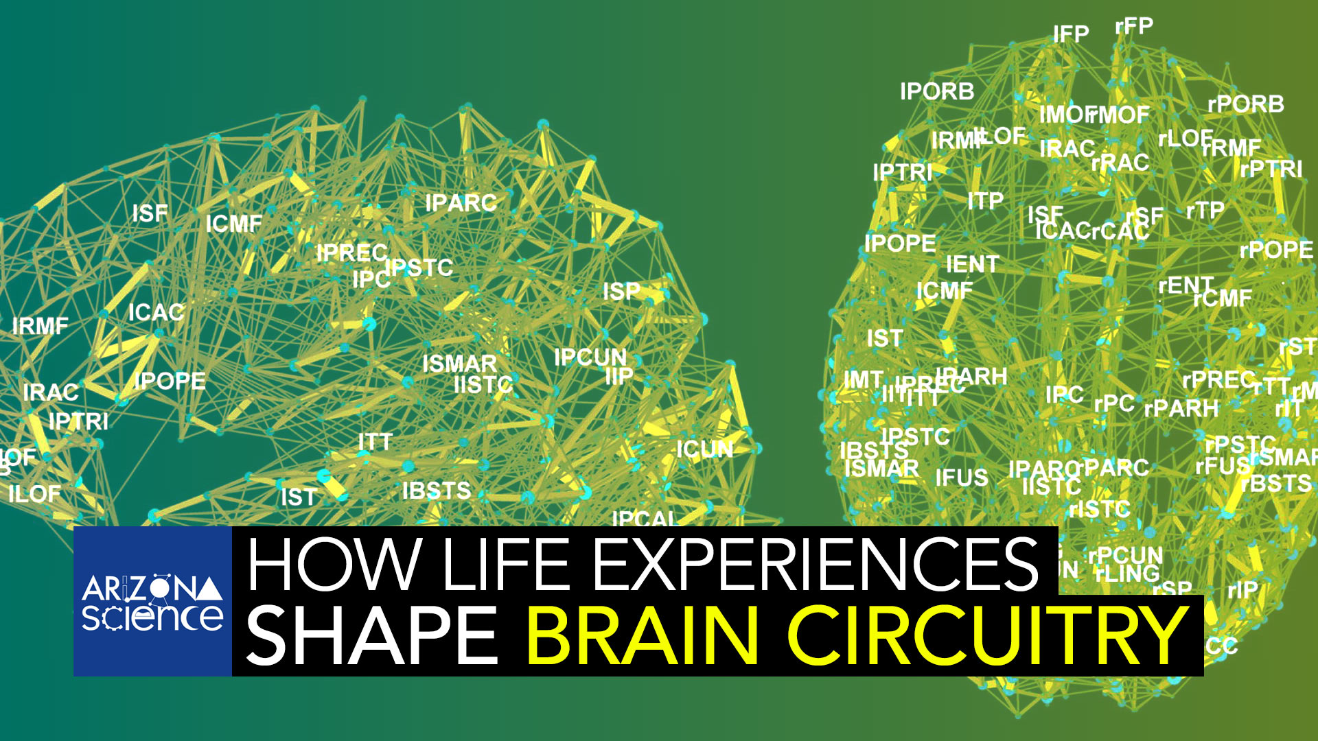 Dr. Shaowen Bao, Ph.D. discusses his research into brain circuitry on this week's Arizona Science.