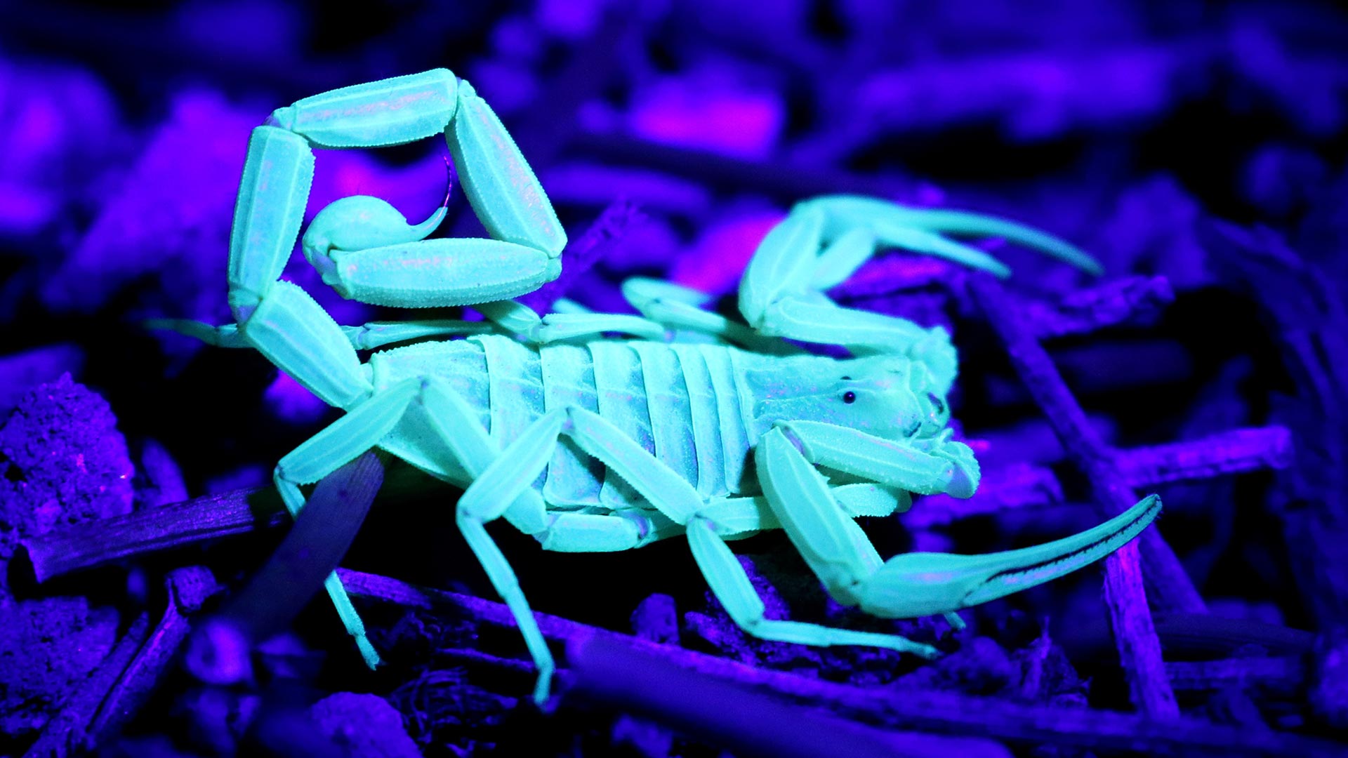 Bark scorpions glow white under a black light.