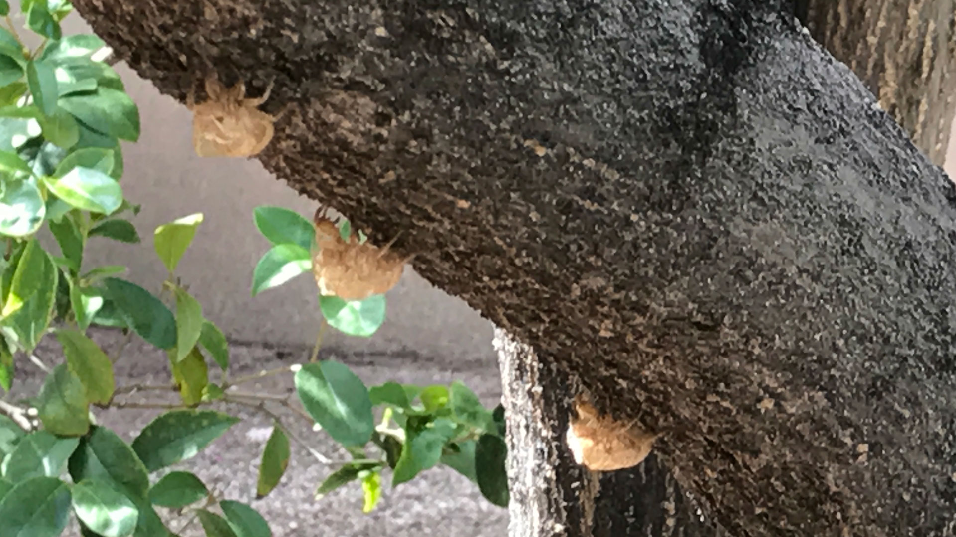 DeAnna Cicadas Exoskeleton