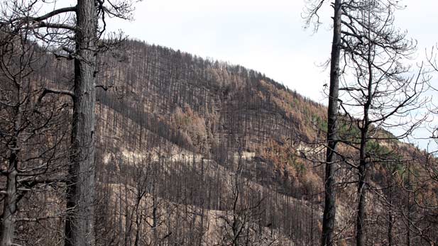 Trees burned by the Frye Fire in 2017.