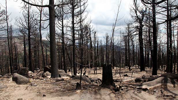 The remains of trees burned by the Frye Fire in 2017.