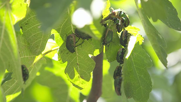 Fig-Eater Beetle
