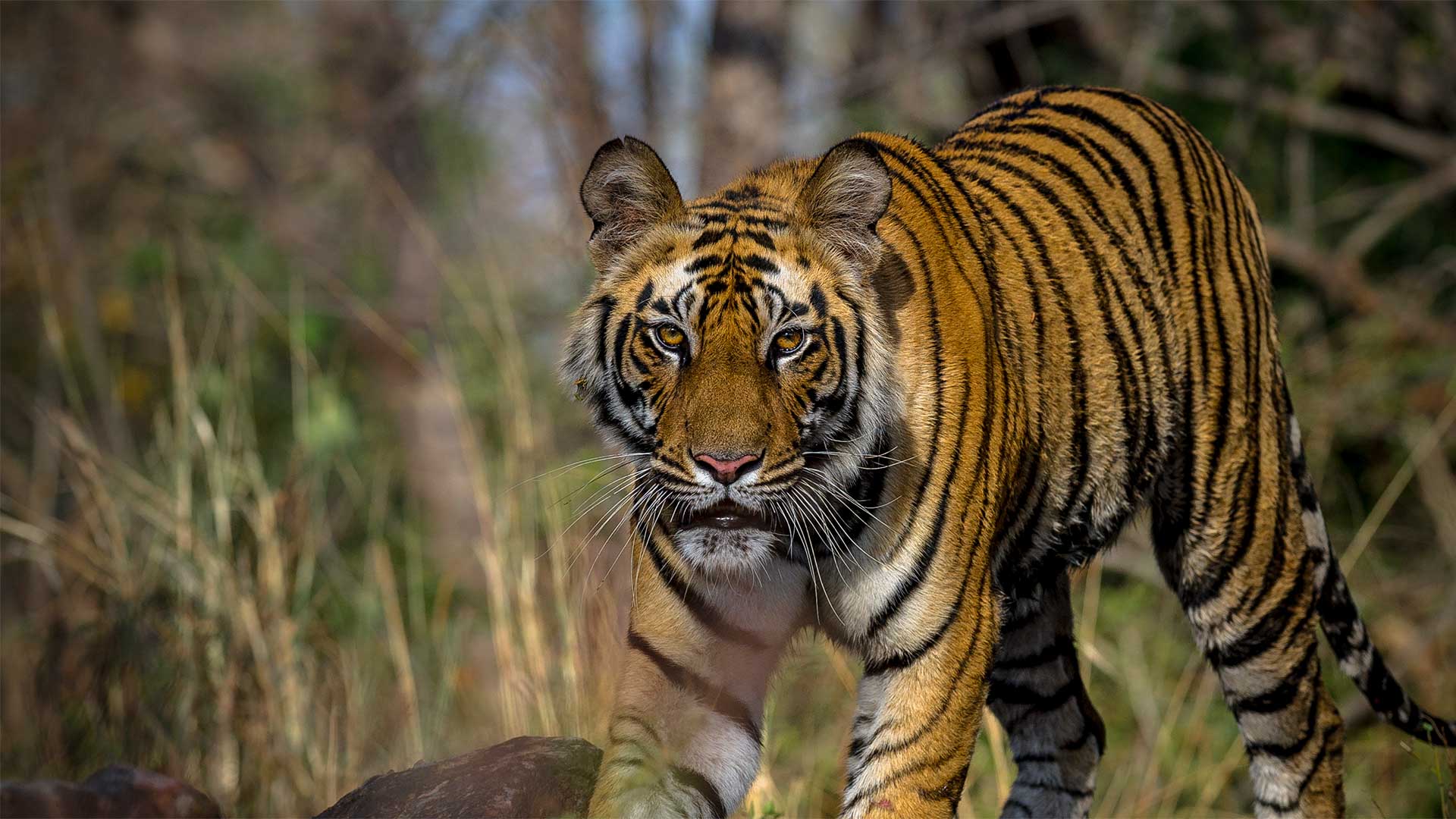 A tiger stalks.