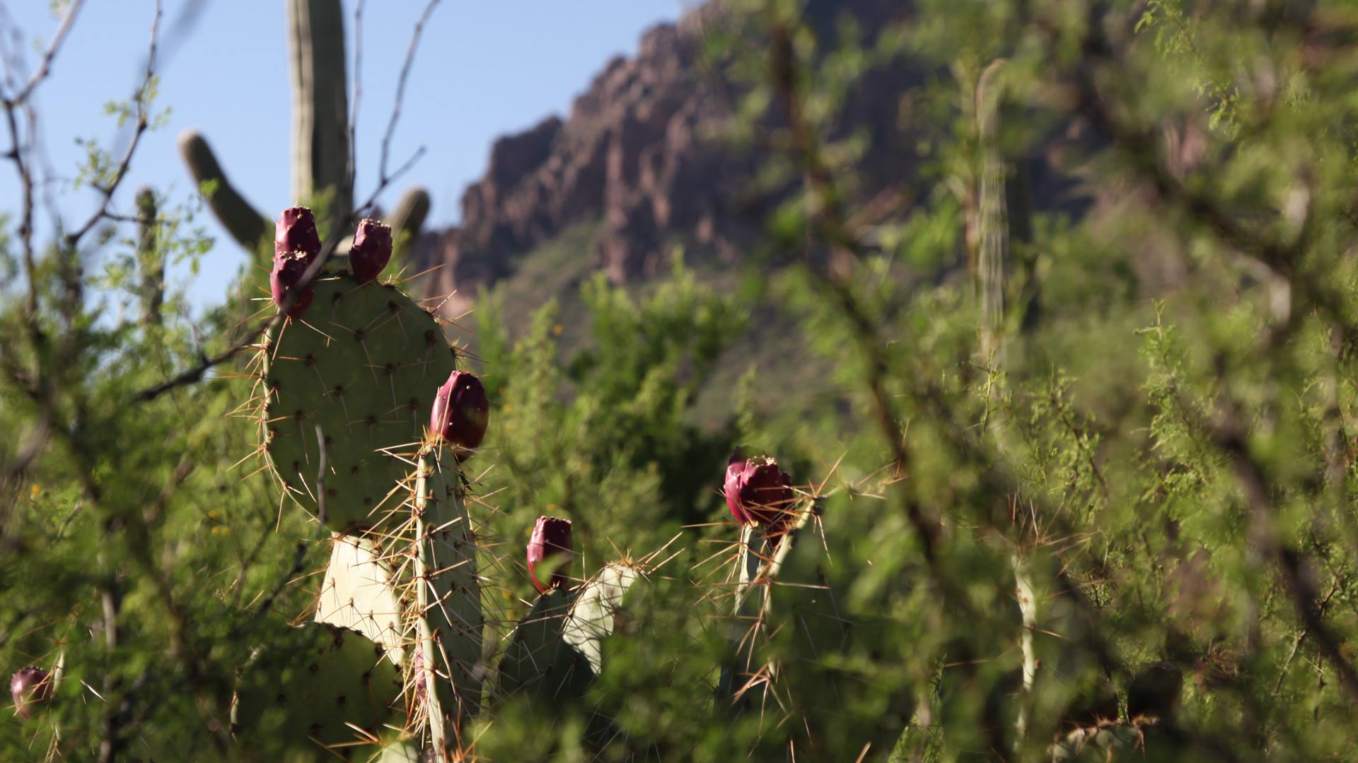 Prickly Pear fruit hero