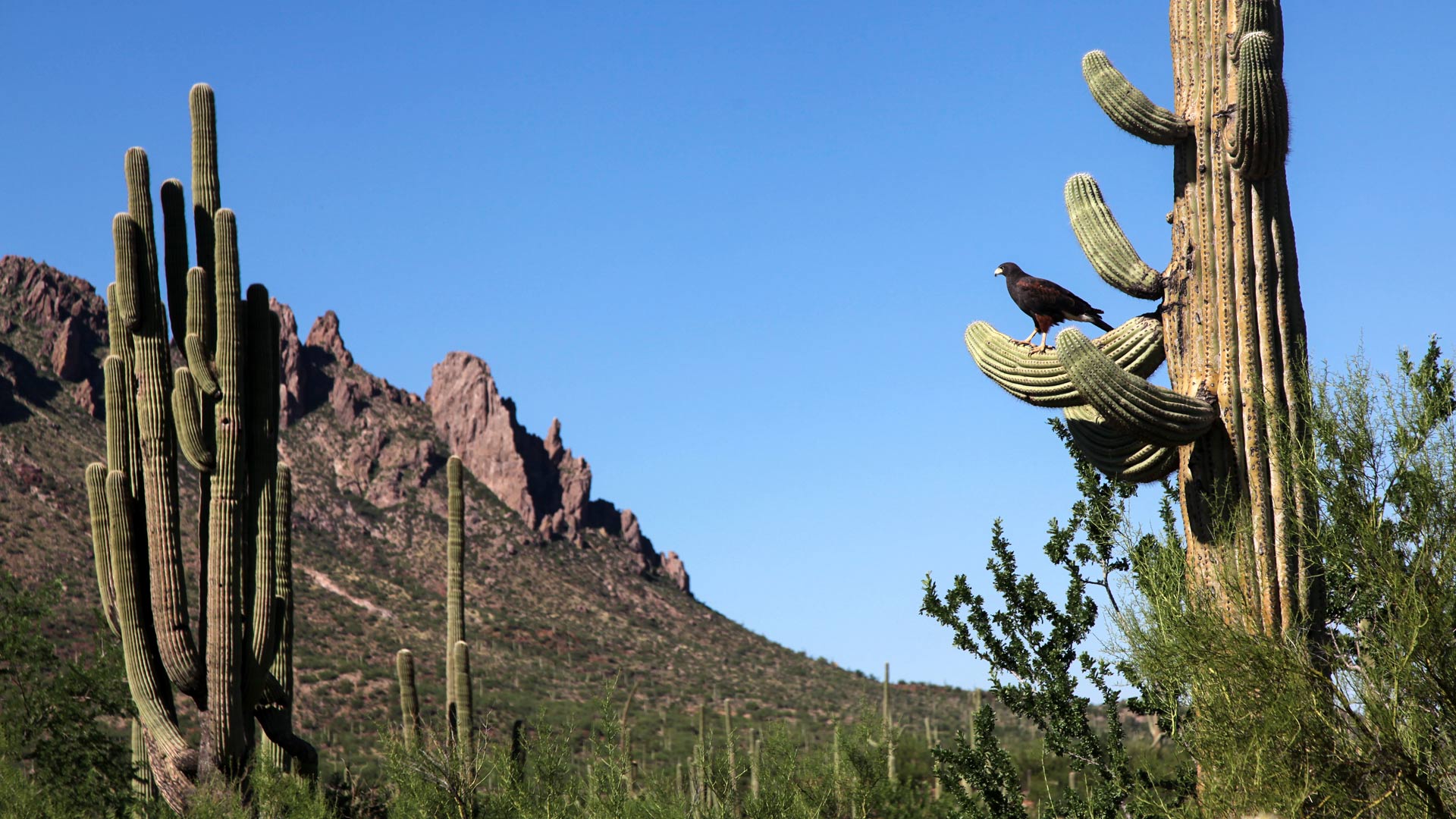 A Harris's Hawk perches on a saguaro cactus in Ironwood Forest National Monument, with Ragged Top Peak in the distance.