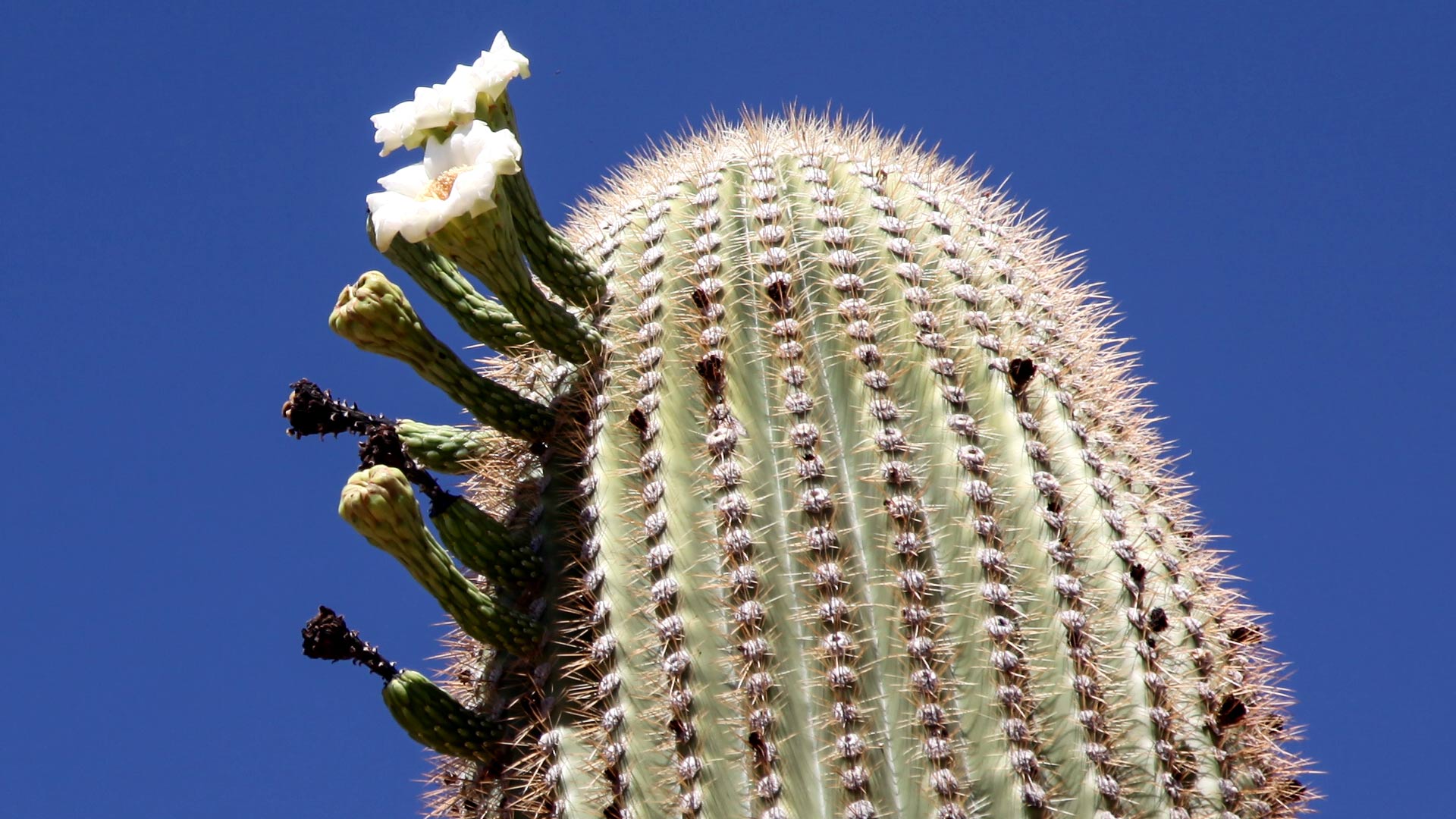 A saguaro cactus flower blossom.