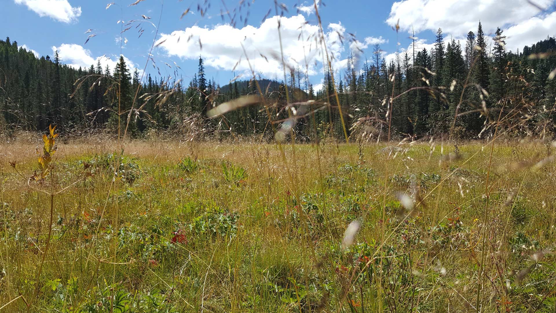 Tall grass grows in a field in the White Mountains of Arizona.