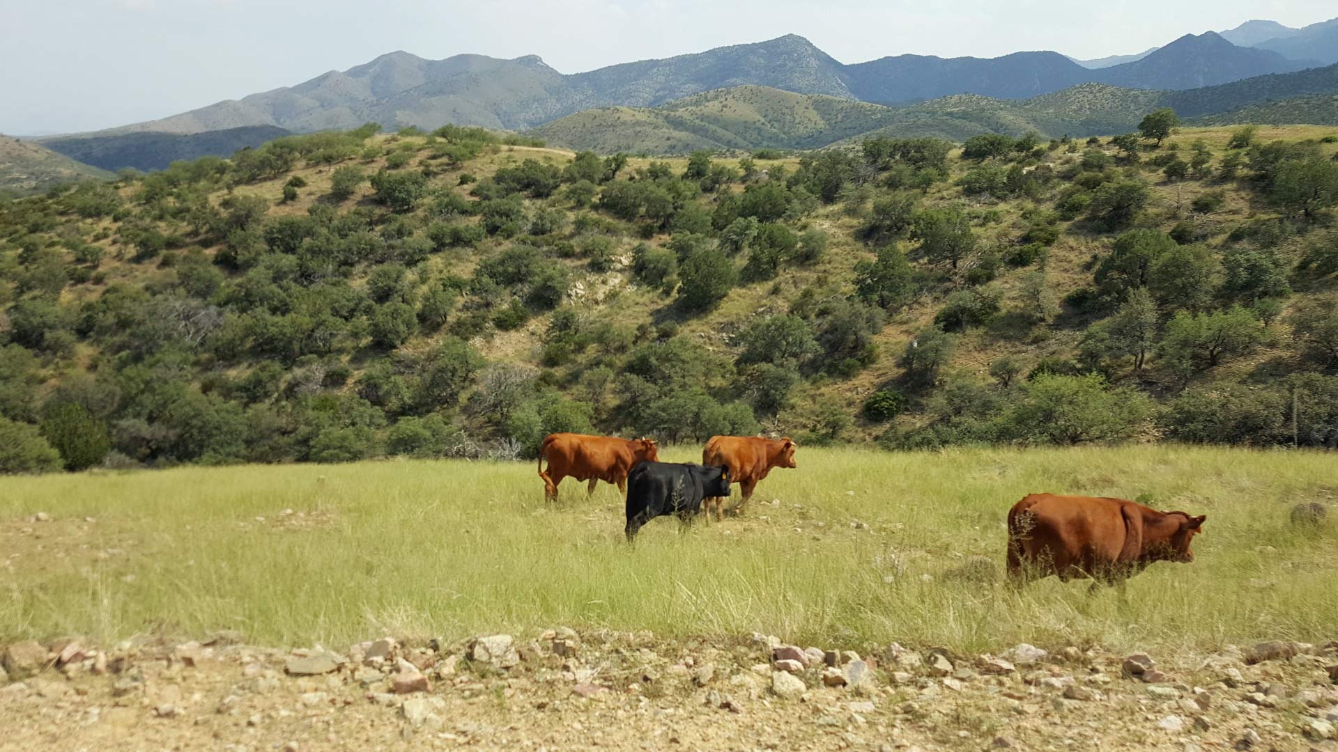 Cattle graze on wild grasses near Oracle, Arizona, September 2017.