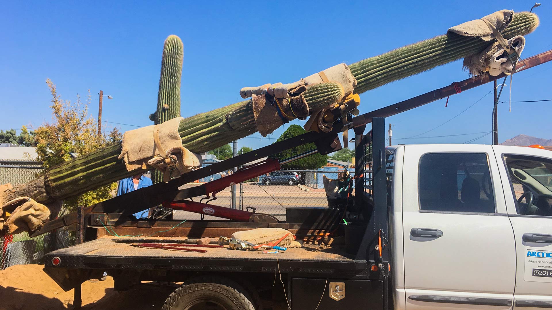 Southern Arizona business officials are sending this Saguaro cactus to Amazon as the beginning of the area's bid to convince the company to locate its second headquarters in the region, Sept. 13, 2017.