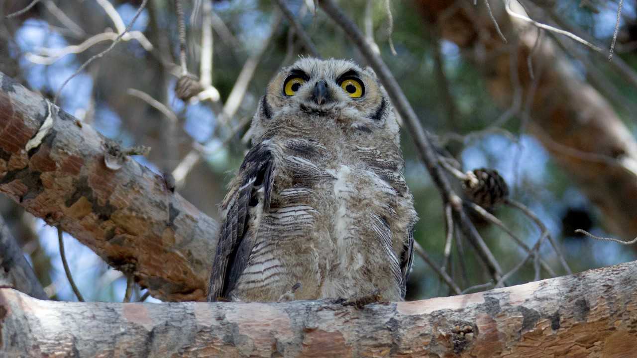 HoHum, the Great Horned Owl as a fledgling.