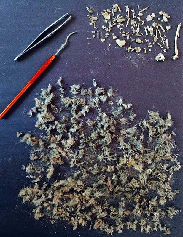 dissected owl pellet unsized image