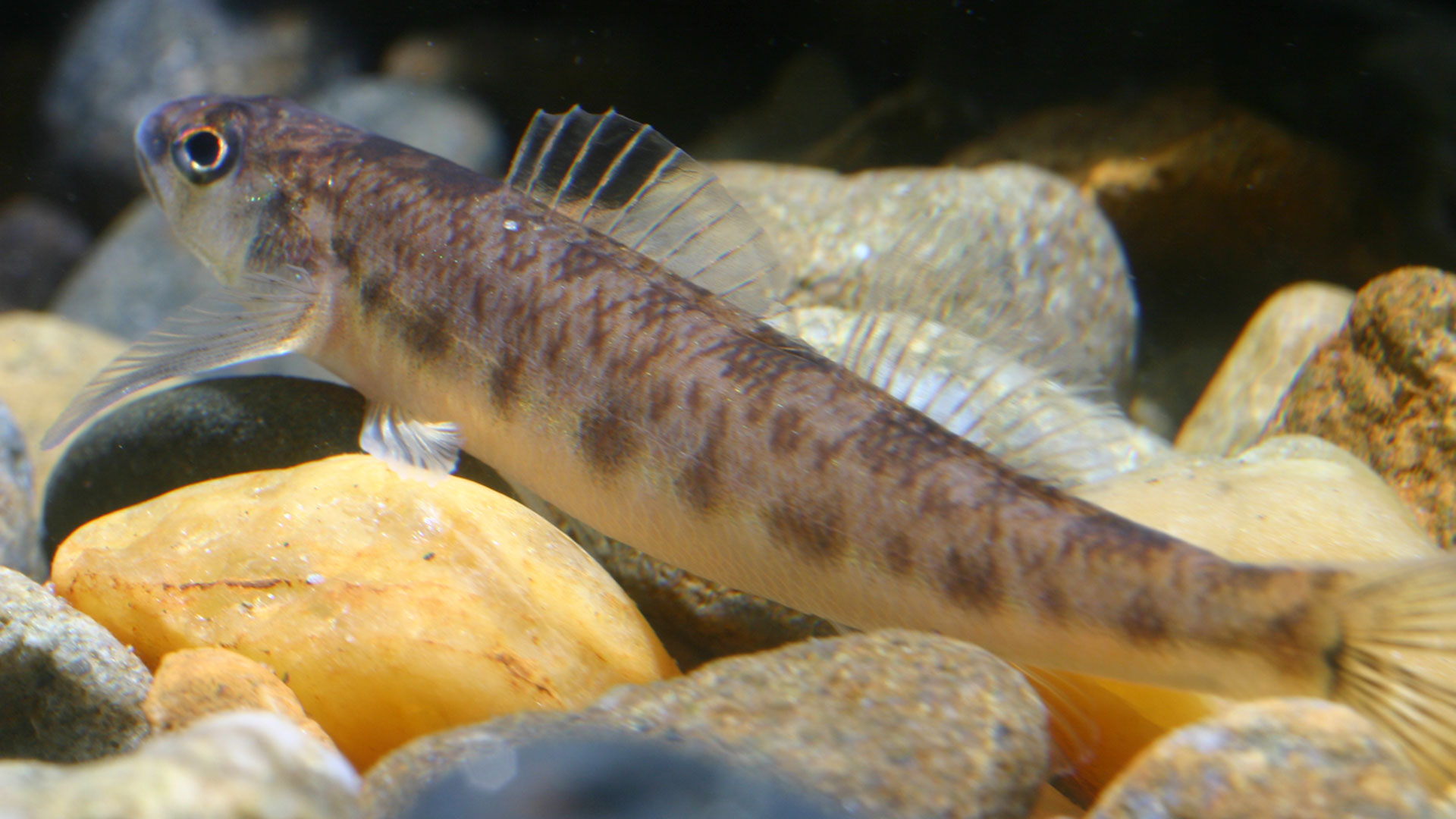 Pearl darter fish