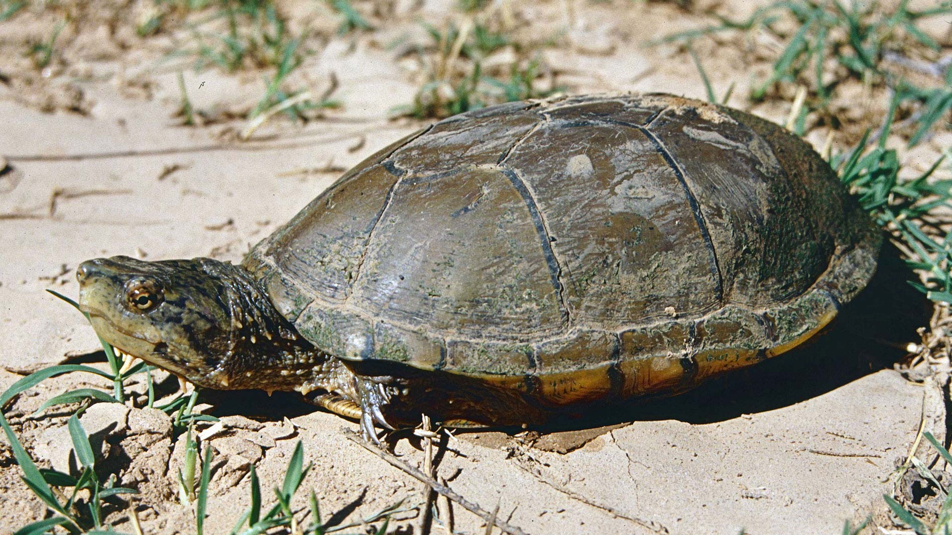 Sonoyta Mud Turtle