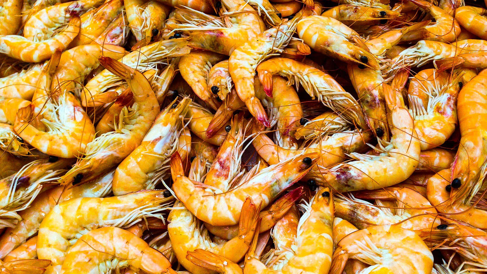 Farmed shrimp is a $40 billion industry.