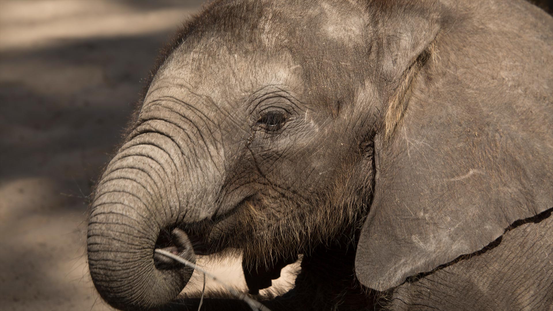 Baby elephant Naledi