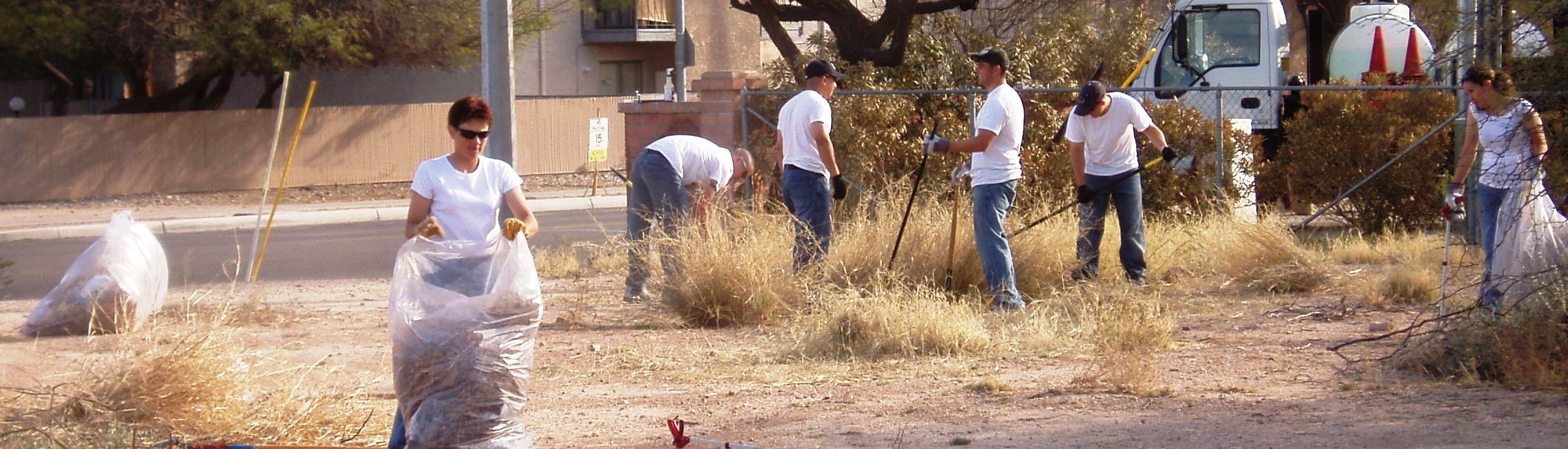 Buffelgrass volunteers