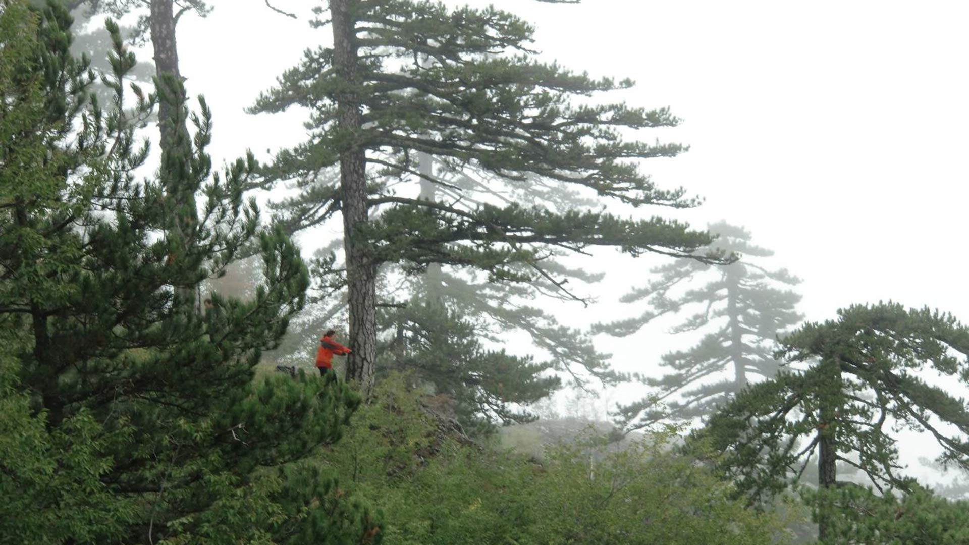 University of Arizona tree-ring scientist Valerie Trouet taking a pencil-thin core from an old Bosnian pine  growing on Mount Olympus in Greece.