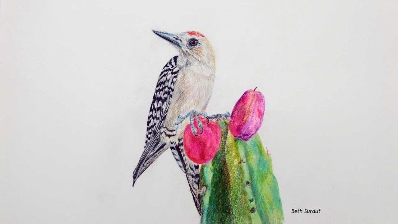 Gila woodpecker claims a cactus fruit -- original wildlife illustration.