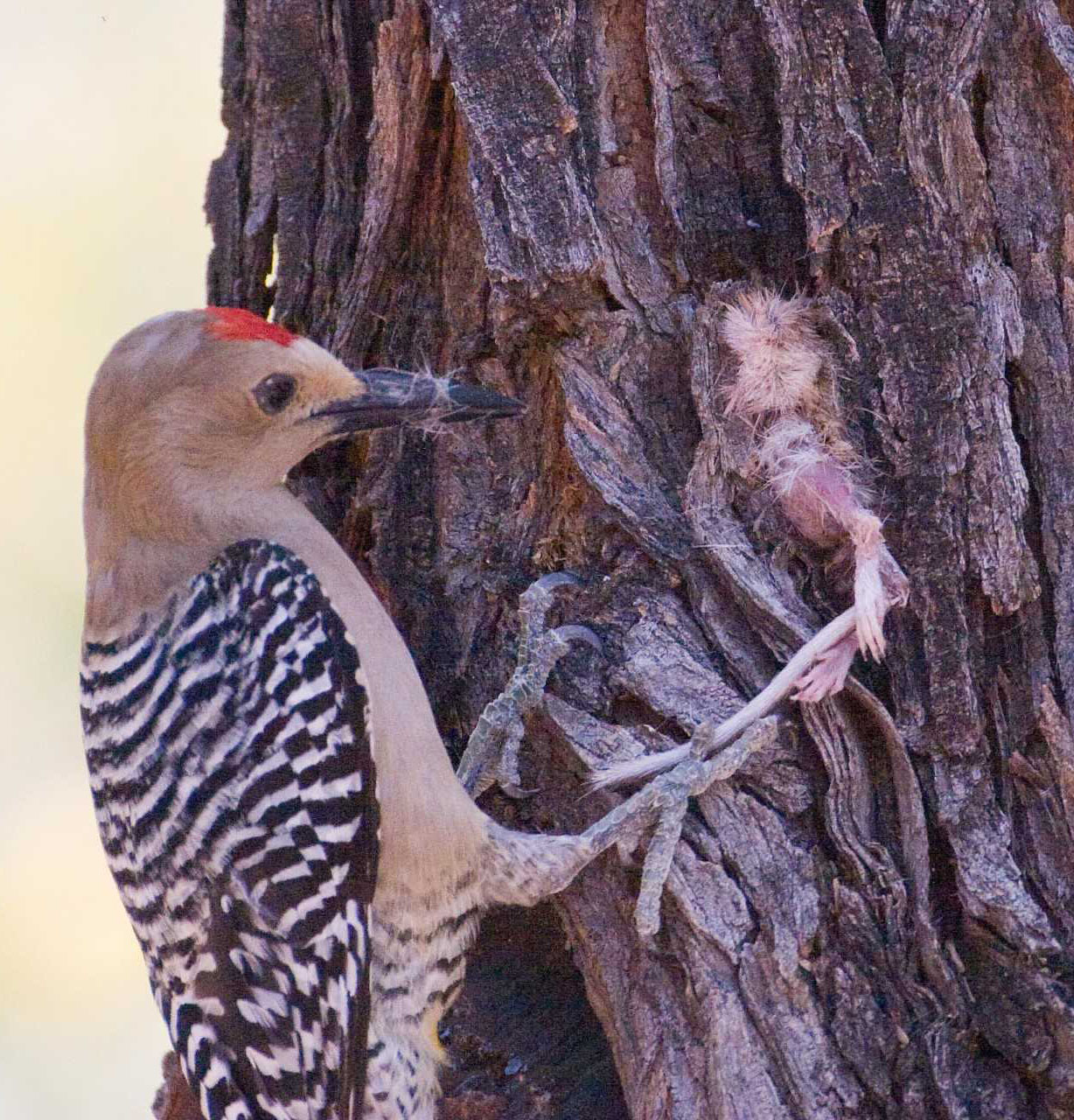 gila woodpecker feeding young unsized body image