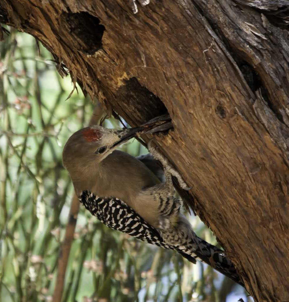 gila woodpecker in mesquite tree unsized body image