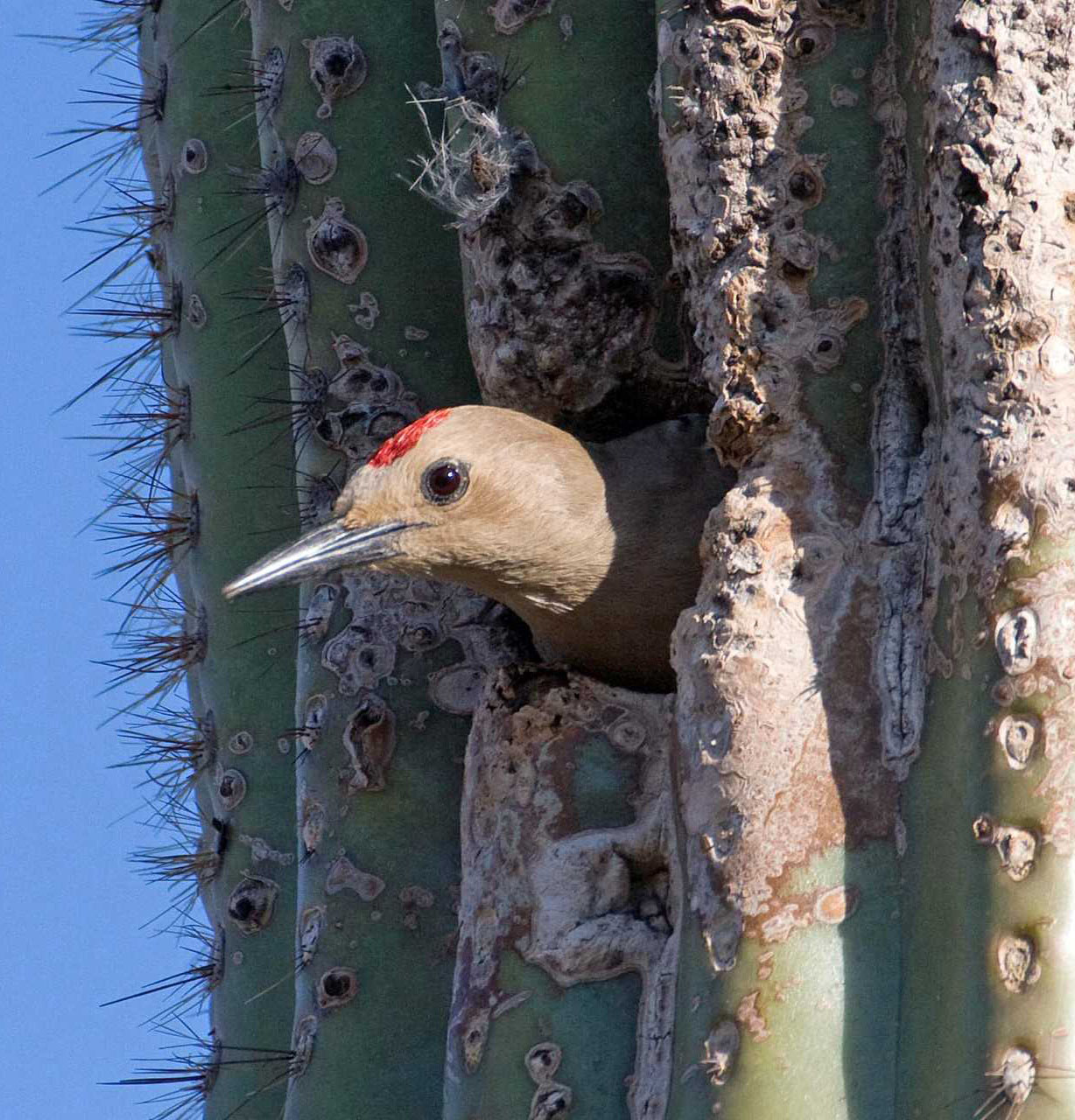 gila woodpecker saguaro nest unsized body image