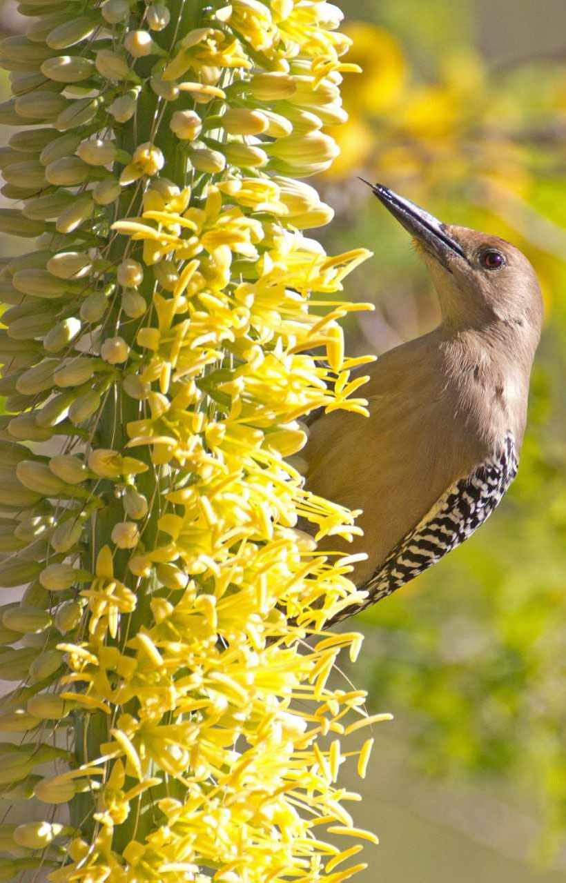 gila woodpecker tasting octopus agave unsized body image