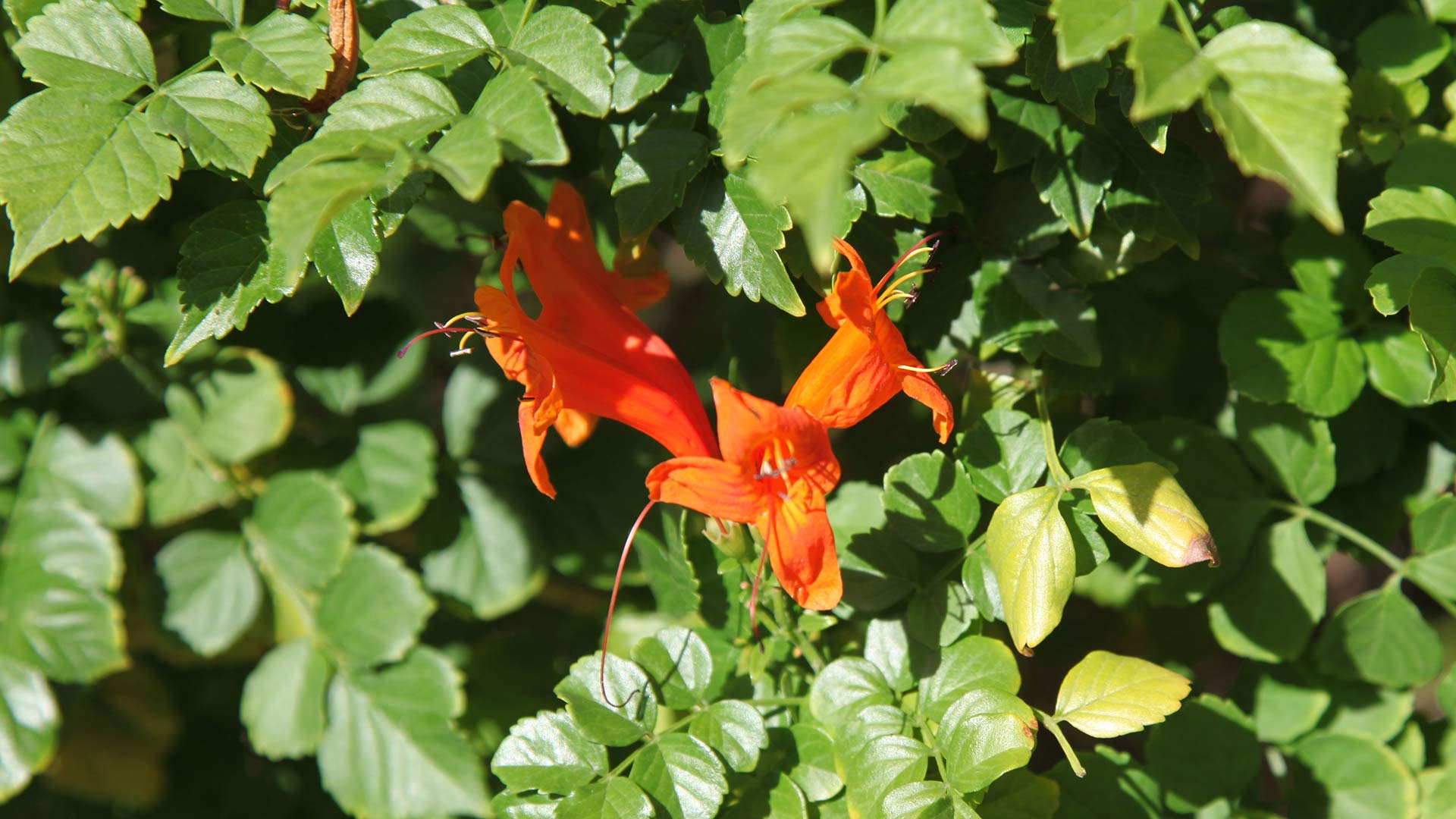 Cape honeysuckle Master Gardeners