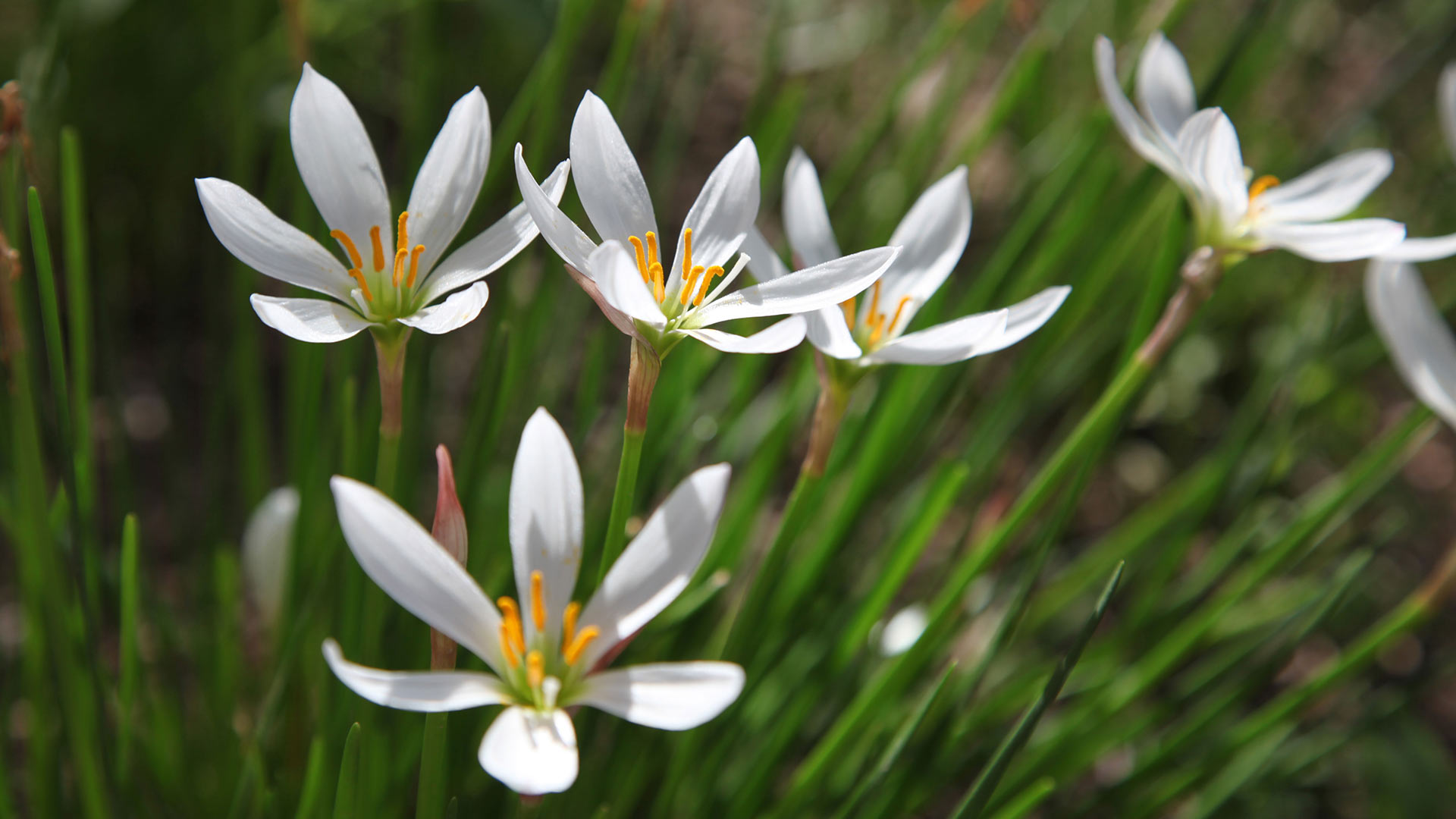 The rain lily is one of the many flowers that can grow well in many Arizona gardens. 