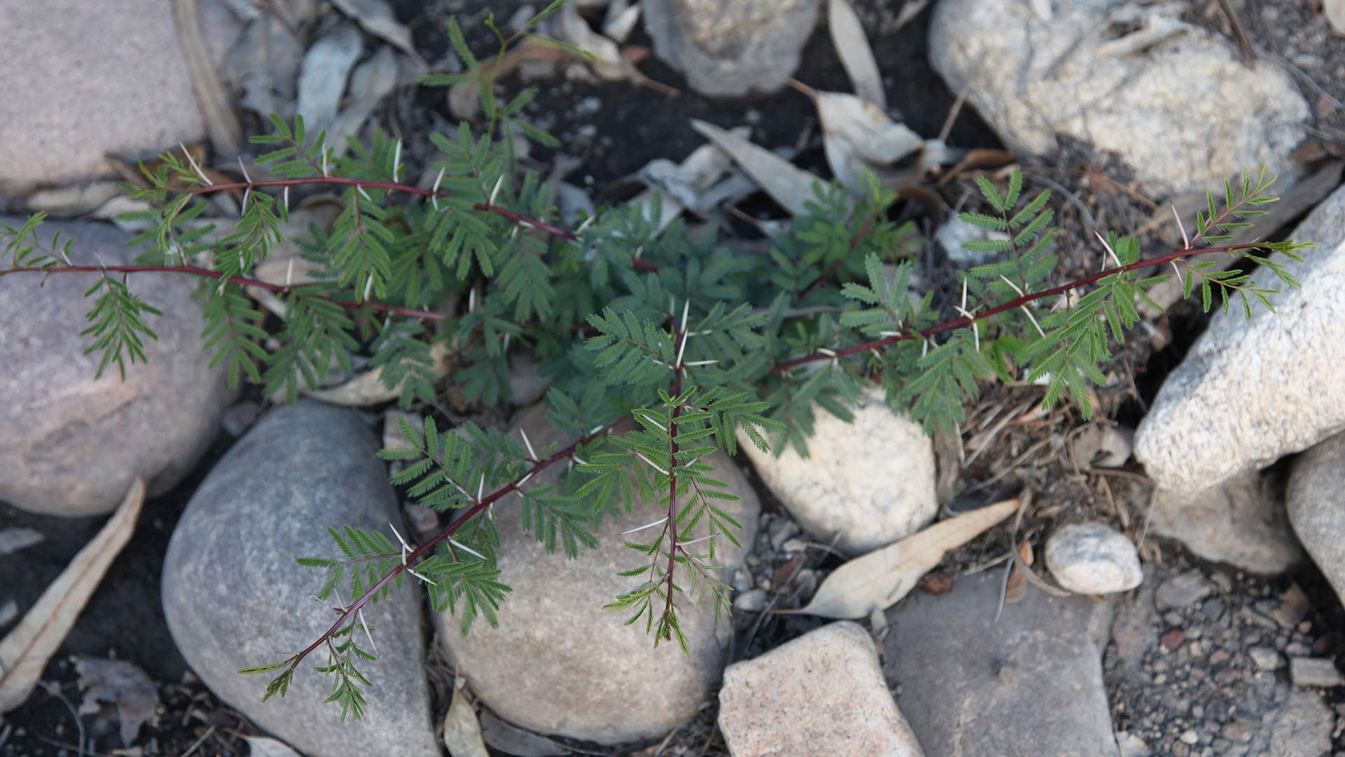 Sweet acacia Master Gardeners