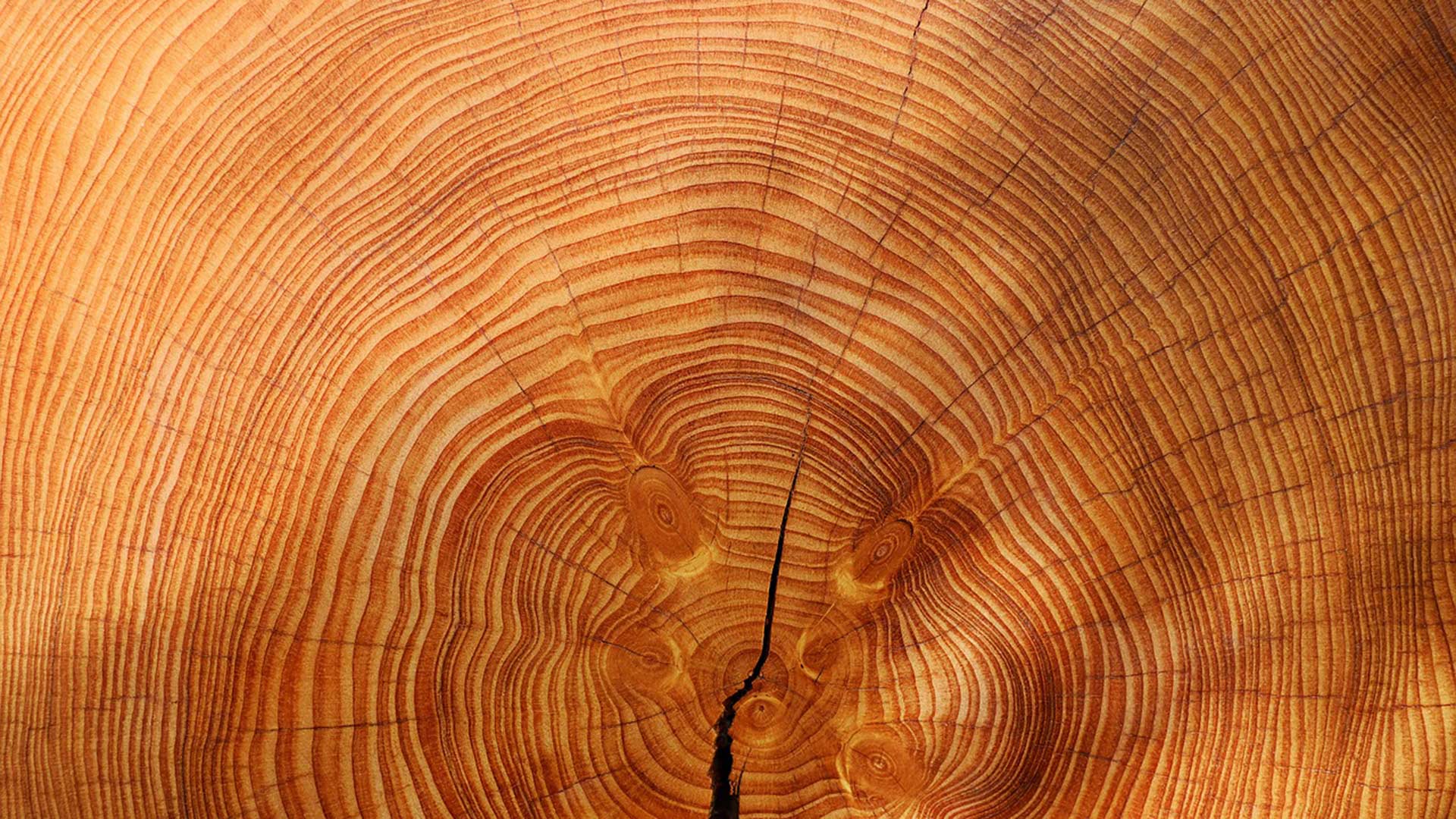 Tree Rings