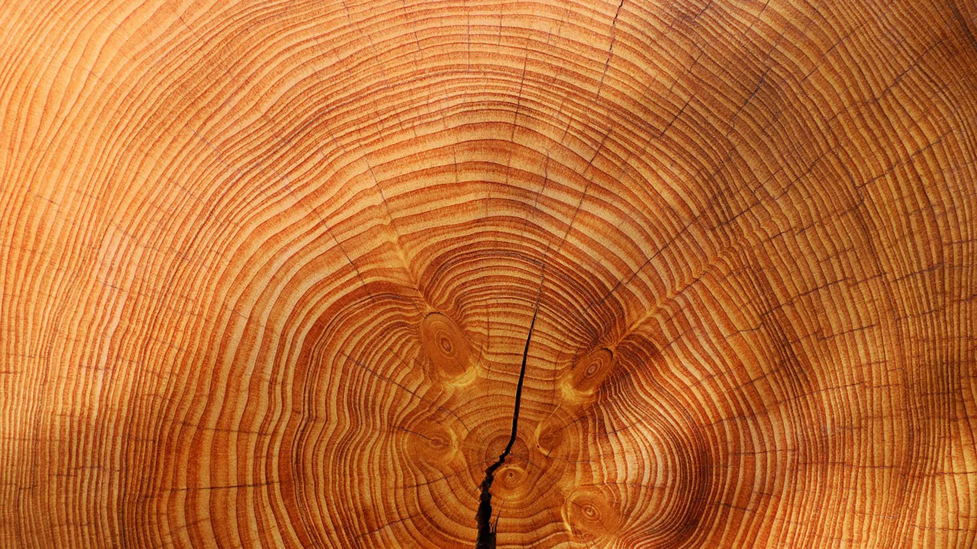 years with tree rings