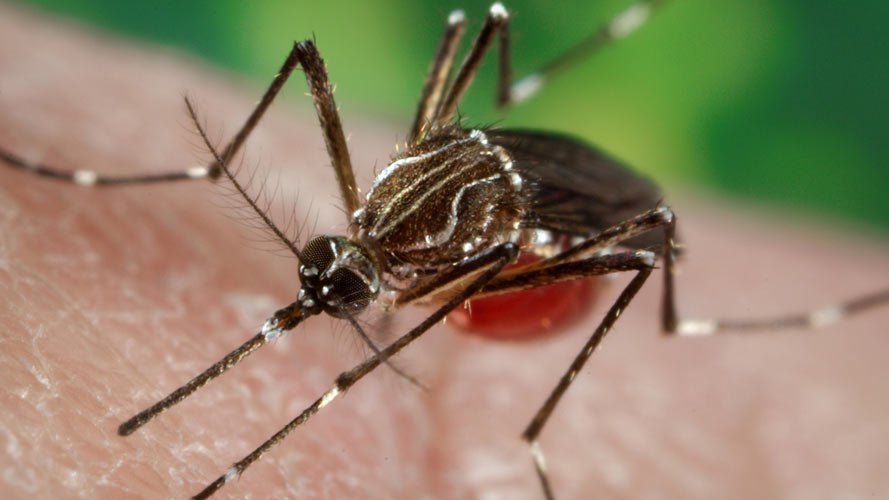 According to the CDC, zika is primarily spread through the bite of Aedes mosquitoes. 