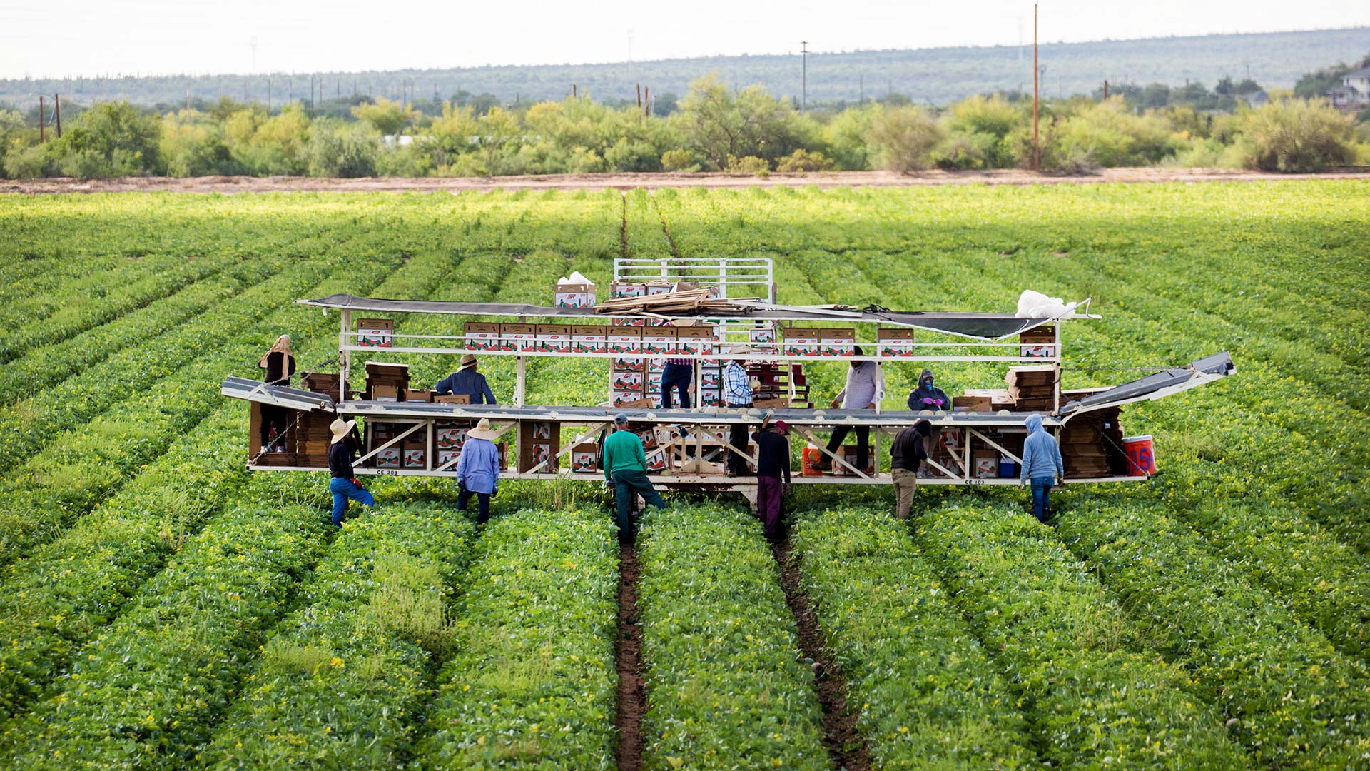 Field workers harvest cantaloupes in a field irrigated with CAP water on Oct. 23, 2018, in Maricopa, Arizona.