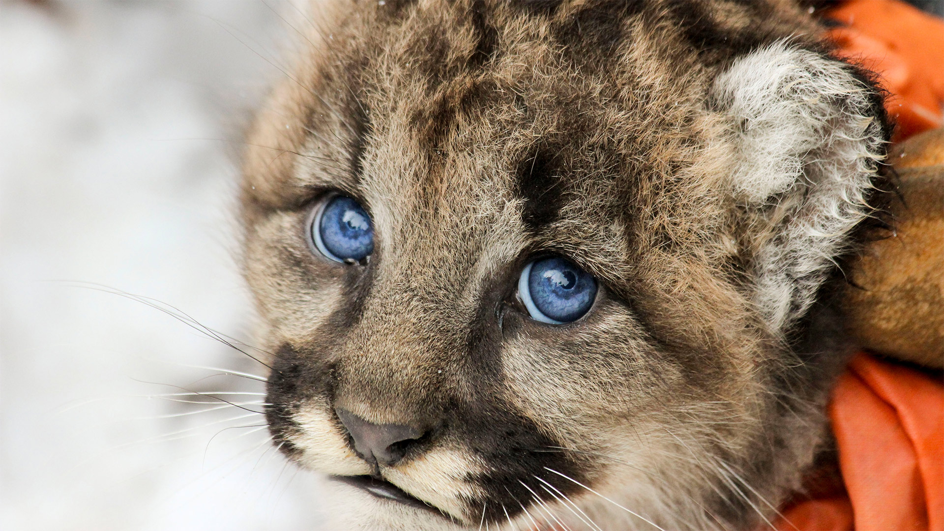 A young mountain lion cub (Puma concolor) is fitted with a GPS collar so scientists can follow its early life. Over time her striking blue eyes will darken.