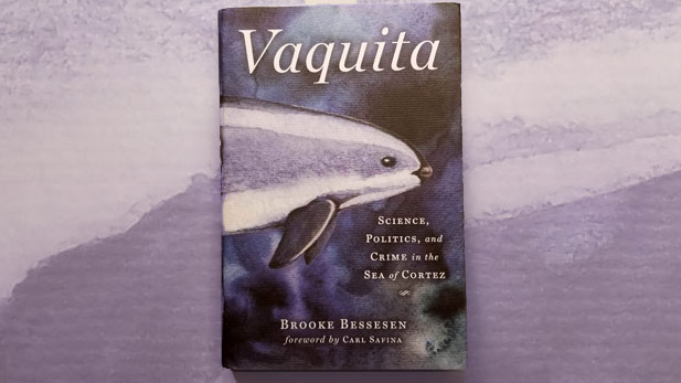 Vaquita by Brooke Bessesen