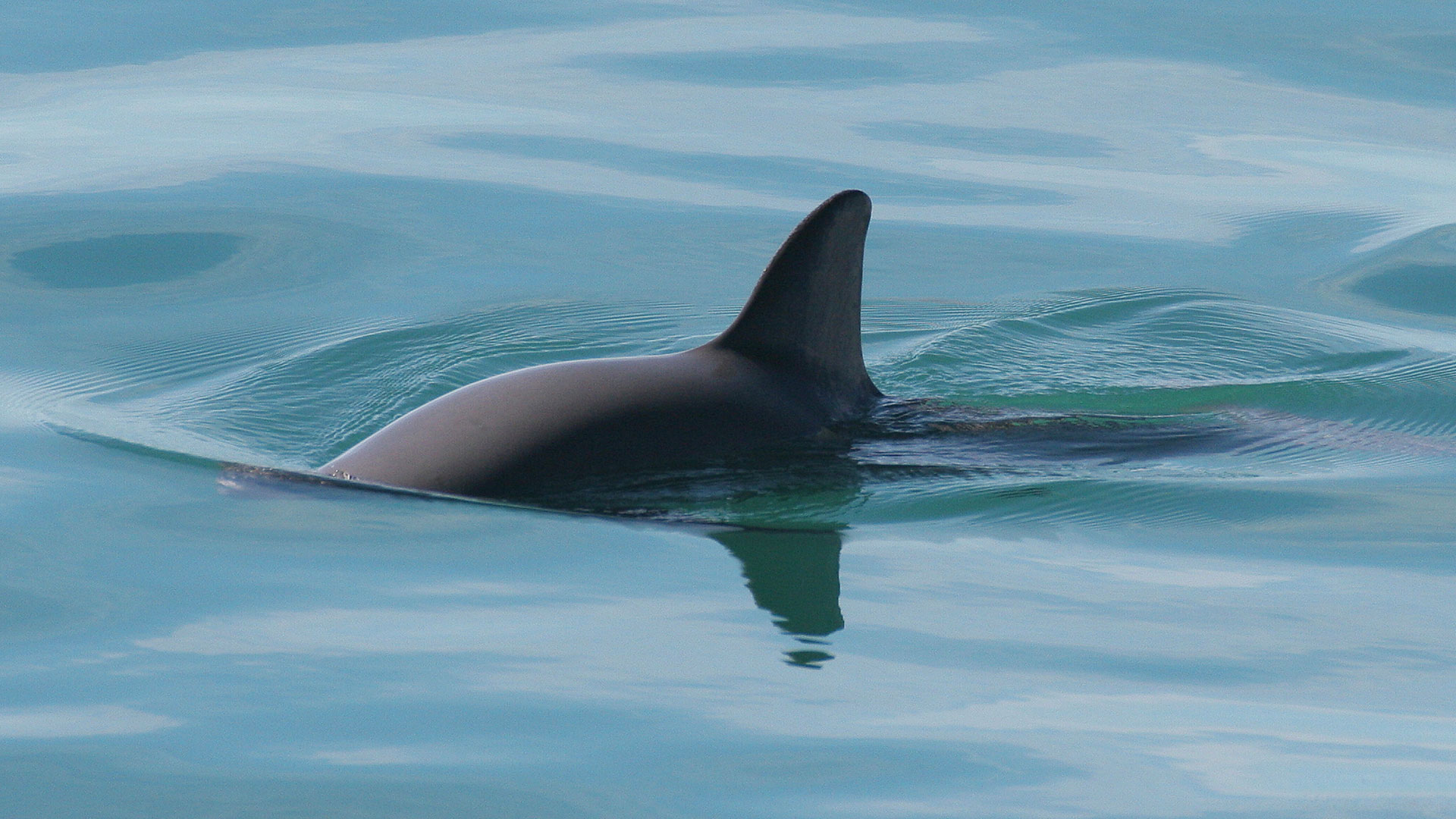 The vaquita is a critically endangered porpoise that lives in the northern part of the Sea of Cortez. It is considered the smallest and most endangered cetacean in the world. 