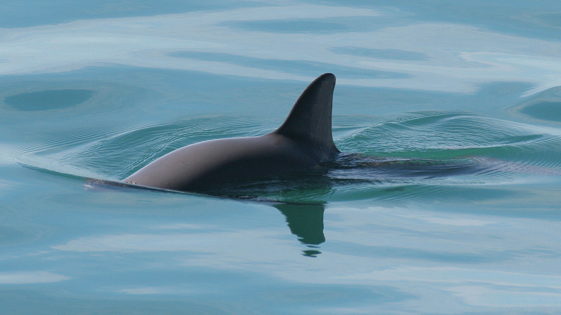 vaquita in water hero