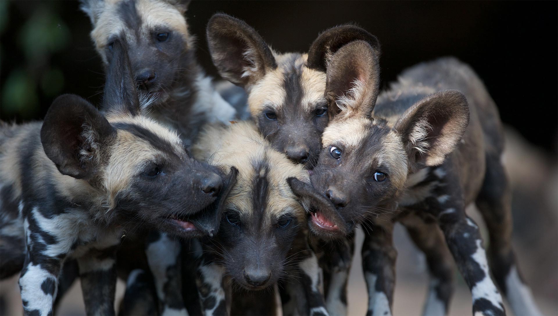 African wild dog pups gang up, biting a sibling’s ears. Malilangwe Wildlife Reserve, Zimbabwe. 
