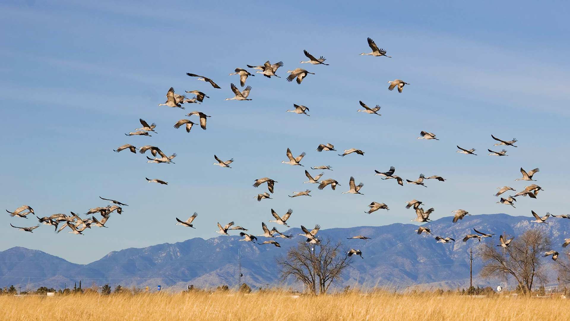 Sandhill cranes at Whitewater Draw, 2016.